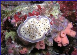 Nudibranch taken in the South Male Atoll, Maldives with O... by Alex Scott 
