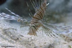 Lionfish, Kadavu - Fiji.   by Hayley Whitten 