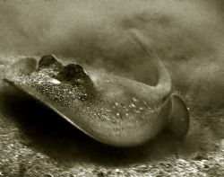 Taken on a Canon Ixus digital at Lembeh Straits by Huw Jenkins 