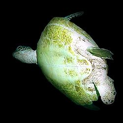 Turtle Turn - NMI by M. Dalsaso 