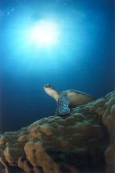 Swimming in strong current on a turtle cleaning station i... by Viora Alessio 