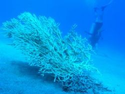 Eilat,Israel 20 meters 20deep c5050 by Mick Meirovitz 
