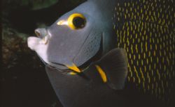 angelfish, bonaire, MM 11 macro 1:3 by Wyanda Lublink 