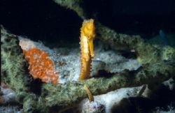 Lucky shot of a seahorse on Bonaire, taken with Sea and S... by Wyanda Lublink 