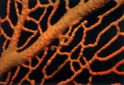 Wakatobi reef at night - and suddendly a small pigmy seah... by Viora Alessio 