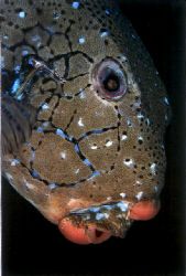 Very confident in despite its nature this boxfish has bee... by Viora Alessio 