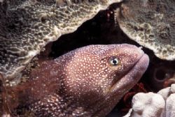 This moray was taken in Southern Mozambique @22m with a M... by Paul Hunter 