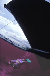 this overunder justs jumps out when using rose tintied sp... by Andrew Woodburn 