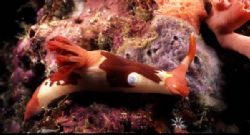 Took this pic on one of the dives to Nudi Falls in Lembeh by Paul Hunter 