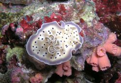 Chromodoris Tritos- Maldives - Olympus C5050zoom and PT01... by Alex Scott 