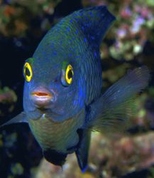Damselfish, Fiji (Nikon F4/105mmMacro/Velvia) by Andrew Dawson 