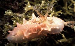 This Nudi was taken in Lembeh at the Nudi Falls dive site... by Paul Hunter 