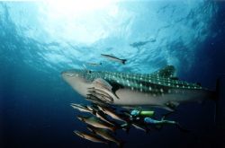Hen and the Wale-Shark / Nikonos V 12mm Sea and Sea Lens by Peter Moses Paltinger 