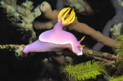 Hypselodoris - Sulawesi 2003 by John Ariën 
