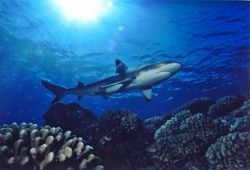 Black tips- Moorea- Nikon F80 + 20 mm by Laurent Kbaier 