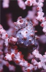 Pgymy Sea Horse/Taken in Lambah, Indo.  A 8 mm Pgymy Sea ... by Ken Yeung 