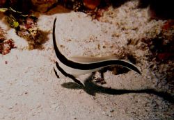 Jackknife Fish, Cozumel @ night off Viablanca pier, Reefm... by John C Jeppson 