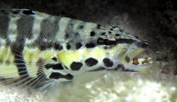 Leon Joubert by Harleqiunbass With Prey In Mouth, Nassau, Bahamas, Nikon D100, 60Mm Lens, Sea And Sea Housing 