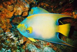 Pair of Queen Angels, Cozumel, Reefmaster RC, onboard fla... by John C Jeppson 