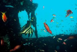 Shot on a wreck in South Africa. Looked more like a marin... by Sean Sequeira 