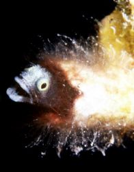 Spinyhead Blenny, Bahamas -Nikonos V, and lots of patience! by Claudia Pellarini 