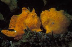 Frog band & Frog wife. Lembeh Straits. Pregnant female fr... by Eric Leong 