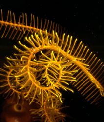 Crinoid detail; Cebu Sea, P.I.: 55mm Auto Micro Nikkor Le... by Rick Tegeler 