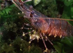 Common Prawn (Palaemon serratus) taken at night in Millpo... by Mr Ken Cameron 