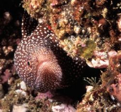 This eel was taken in Southern Mozambique @ 22m by Paul Hunter 
