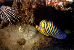 red sea night dive with Nikonos V... a dream come true by Viora Alessio 