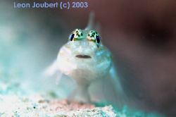 bridled goby, nikon d100, 105mm lens, bahamas... by Leon Joubert 