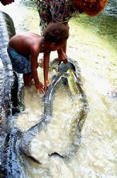 Hand feeding fresh water eels; NIP, PNG;  Nikon F. 28-300... by Rick Tegeler 