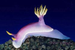 seasnail - Hypselodoris bullockii - Manado-SULAWESI - Nik.RS by Manfred Bail 