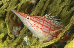 Longnose hawkfish keeping a close eye on the photographer... by Jason Keeton 