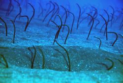 Garden eels, Canary Is.F90x housed,105 nikon lens,1 strobe by José Augusto Silva 