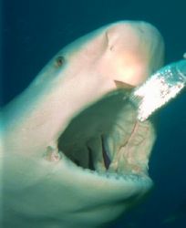 Bullshark. 100 ft. Cuba.Sea&Sea Motom. II.Sub 50 strobe by George Tobolewski 