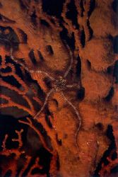 Special shot taken during a night dive in Sangalakki usin... by Viora Alessio 