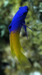fairy basslet, Bahamas, Nikon D100, 105mm lens by Leon Joubert 