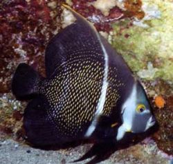 Juvenile Angelfish, Bonaire Pier, Sea & Sea MX-10 by Mary Dale 