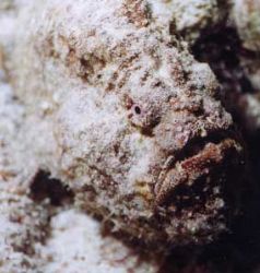 Gray Frogfish, Bonaire, Sea & Sea MX-10 by Mary Dale 