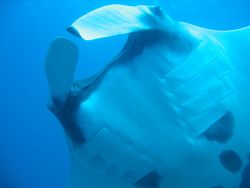 Manta Ray, good 12 feet long. Koh Bon, Thailand, using Ca... by Mikkel Sorensen 