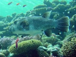 A nice puffa shot on a Sony P12 at one of Sharms local di... by Andrew (Buzz) Coles 