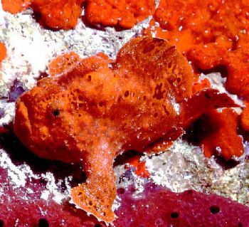 Anglerfish, St. Croix.  Housed Nikon F, 55mm Auto Micro N... by Rick Tegeler 