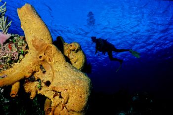 Cozumel -  Nikonos V w/ 20mm lens, Velvia 100 by Ian Brooks 