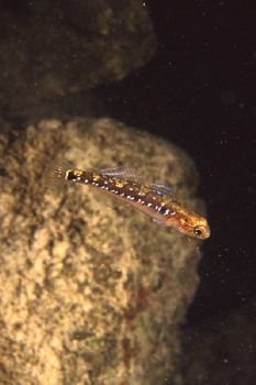 Gobiusculus flavescens, shot in Baleal, Portugal, using N... by Joao Pedro Tojal Loia Soares Silva 