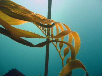 Point Lobos Kelp - took this one on my safety stop at Poi... by Wyatt Patry 