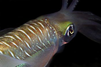 Squid taken  near Lion Island with a D-100 in Light & Mot... by Andy Lerner 