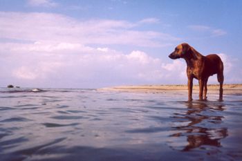 Companion - a stray dog was following us while we were sn... by Rebecca Urban 