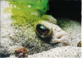 Winter Flounder, Nikonos V 1:3 macro, 2 small Strobes,the... by Page Nyiri 