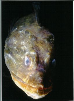 Sea Raven. Gloucester,MA Nikonos V, Closeup Kit  65 feet ... by Page Nyiri 